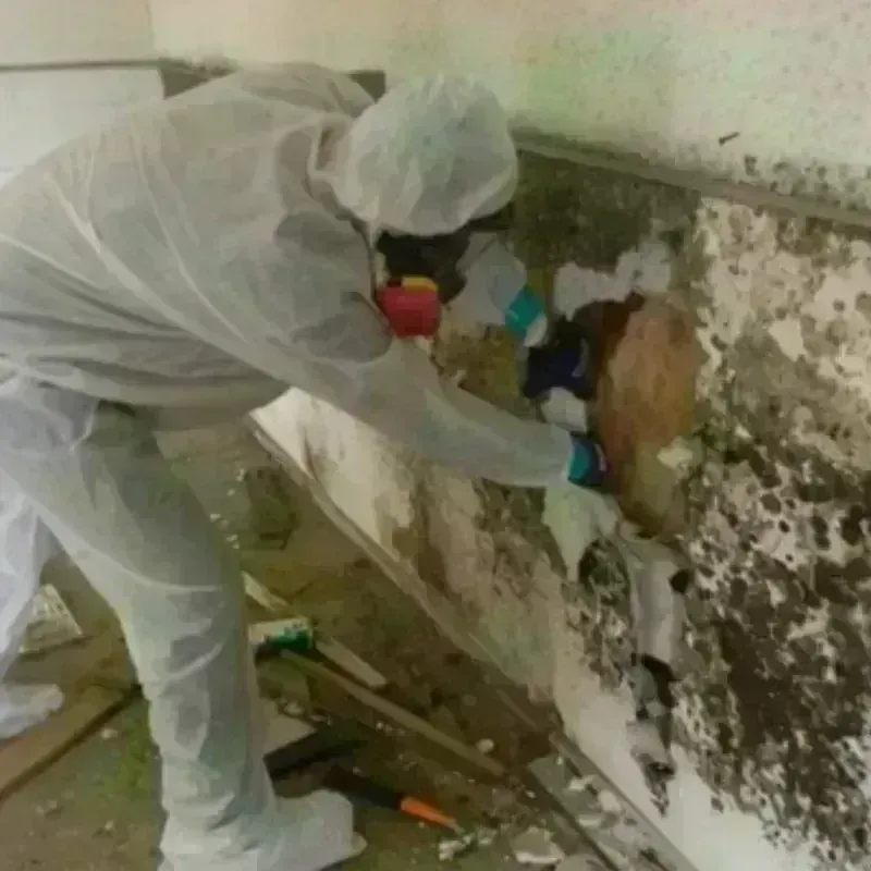 Mold Remediation and Removal in Laurel, VA